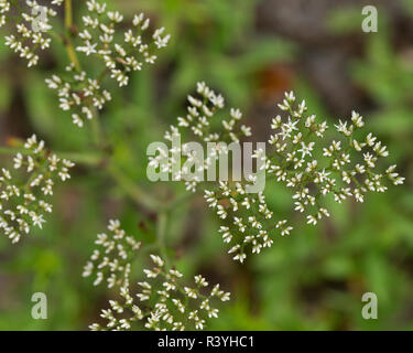 Piazze di sabbia, Paronychia rugelii, Half Moon Wildlife Management Area, Florida Foto Stock