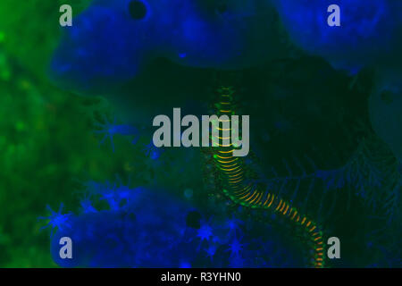 Barbuto Fireworm (Hermodice carunculata), subacquea di fluorescenza, airone cenerino Bridge, Intracoastal Waterway, West Palm Beach, Florida, Stati Uniti d'America Foto Stock