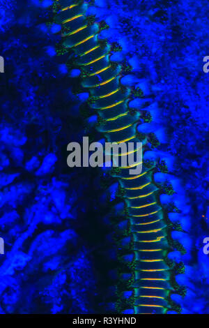 Barbuto Fireworm (Hermodice carunculata), subacquea di fluorescenza, airone cenerino Bridge, Intracoastal Waterway, West Palm Beach, Florida, Stati Uniti d'America Foto Stock