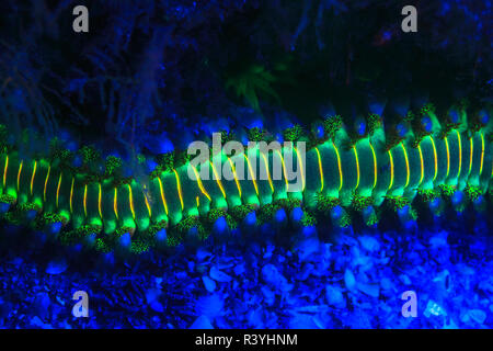 Barbuto Fireworm (Hermodice carunculata), subacquea di fluorescenza, airone cenerino Bridge, Intracoastal Waterway, West Palm Beach, Florida, Stati Uniti d'America Foto Stock