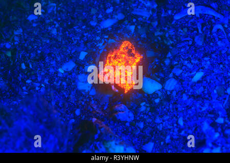 La fluorescenza subacqueo, airone cenerino ponte navigabile Intercoastal, West Palm Beach, Florida, Stati Uniti d'America Foto Stock