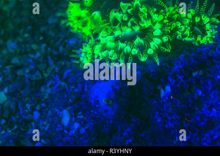 La fluorescenza subacqueo, airone cenerino ponte navigabile Intercoastal, West Palm Beach, Florida, Stati Uniti d'America Foto Stock