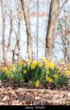 Stati Uniti d'America, Georgia, Fort Oglethorpe. Campo di Battaglia di Chickamauga National Military Park. La molla narcisi blooming Foto Stock