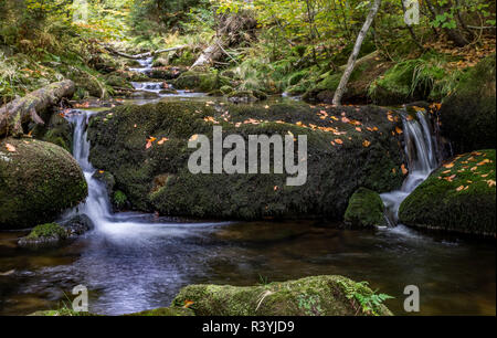 Foresta Bavarese,Baviera,germania Foto Stock