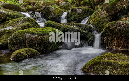 Foresta Bavarese,Baviera,germania Foto Stock