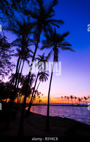 Tramonto attraverso stagliano Palms at Anaeho'omalu Bay, Kohala Coast, Big Island, Hawaii, STATI UNITI D'AMERICA Foto Stock