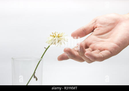 Fiore di caduta Foto Stock
