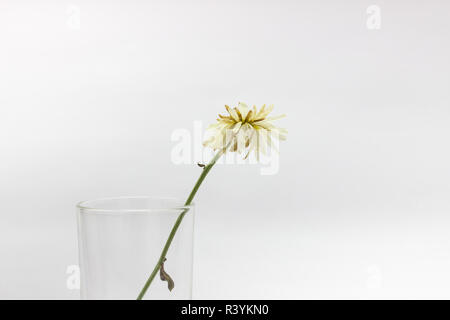 Foto Stock
