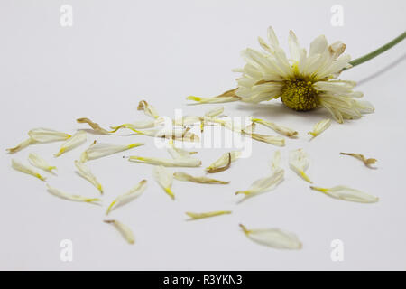 Foto Stock