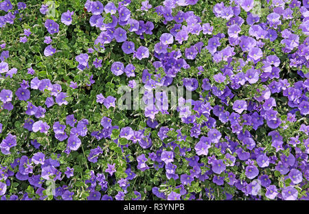 Tappeto di fiori di blu e di Maurizio convolvulus sabatius Foto Stock