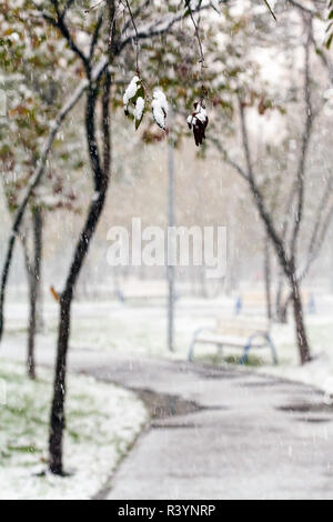 Coperte di neve ramoscello e prima neve nel parco della città Foto Stock