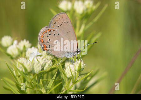 Coral Hairstreak (Satyrium Tito) su esili Mountain Mint (Pycnanthemum tenuifolium) contea di Reynolds, Missouri Foto Stock