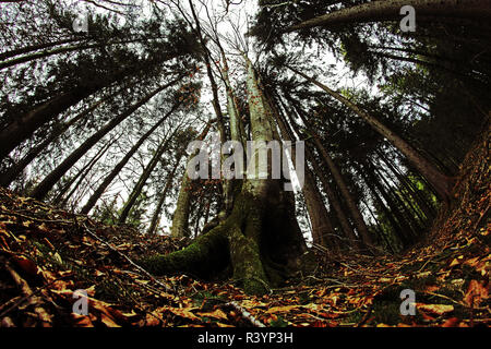 Ripresa a tutto campo della foresta in autunno. la radice di un albero dal basso Foto Stock