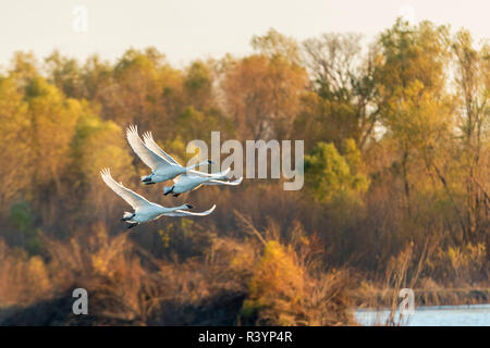 I cigni trombetta (Cygnus buccinatore) battenti Riverlands uccello migratore Santuario, San Carlo County, Missouri Foto Stock