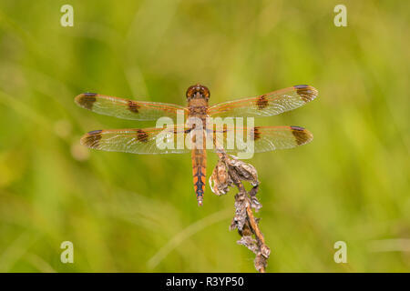 Verniciato (Skimmer Libellula semifasciata) Bee forcella West, Reynolds County, Missouri Foto Stock