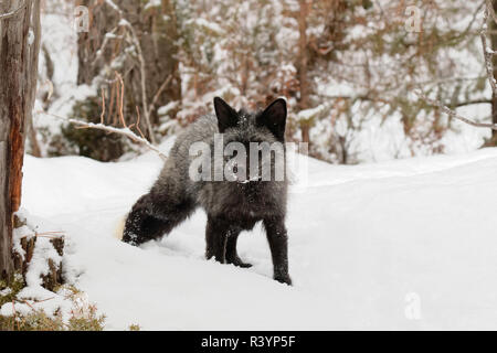 Silver Fox un melanistic forma di Red Fox, Vulpes vulpes. (Prigioniero) Montana Foto Stock