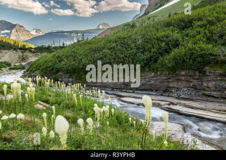 Stati Uniti d'America, Montana, il Parco Nazionale di Glacier. Siyeh Creek e sopportare l'erba. Credito come: Cathy e Gordon Illg Jaynes / Galleria / DanitaDelimont.com Foto Stock