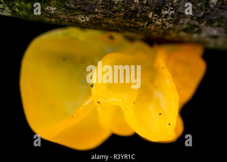 Cervello giallo fungo Tremella mesenterica, che cresce su un morto, ramo caduto e fotografata in uno studio su uno sfondo nero. A nord del Dorset Inghilterra U Foto Stock