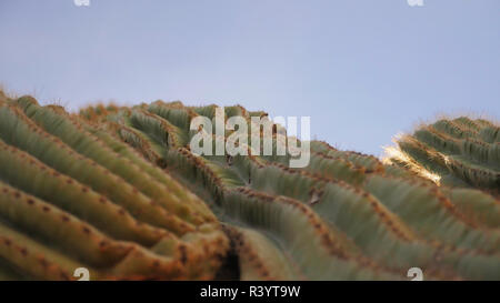 Macro del cactus Foto Stock