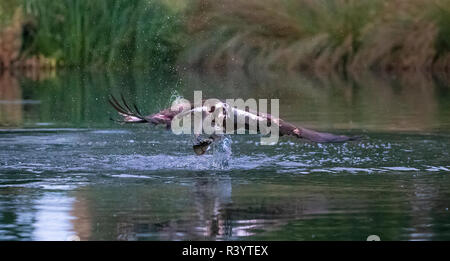 Falco pescatore (Pandion haliaetus) in volo con una trota negli artigli Foto Stock