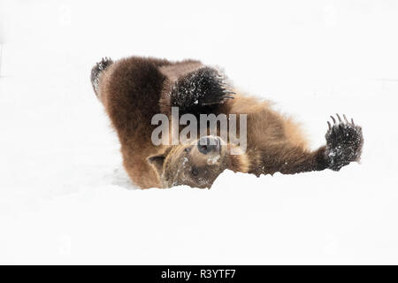 Captive orso grizzly presso il Grizzly and Wolf Discovery Center di West Yellowstone, Montana, USA Foto Stock