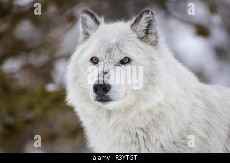 Captive lupo grigio ritratto al Grizzly and Wolf Discovery Center di West Yellowstone, Montana, USA Foto Stock