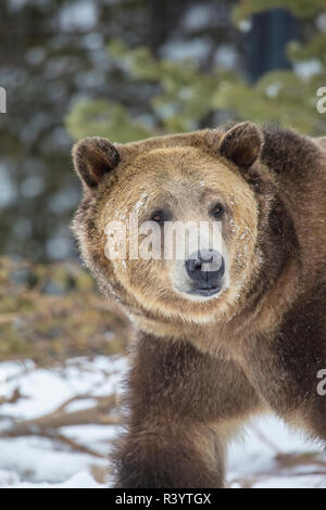 Captive orso grizzly presso il Grizzly and Wolf Discovery Center di West Yellowstone, Montana, USA Foto Stock