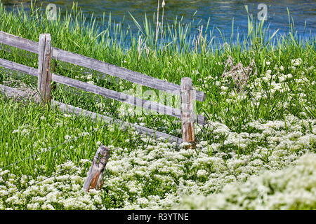 Stati Uniti d'America, Montana. Ninepipes National Wildlife Refuge, recinto con fiori di campo Foto Stock