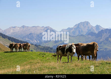 Bovini giovani in estate in montagna. i vitelli da latte al pascolo nelle alpi Foto Stock