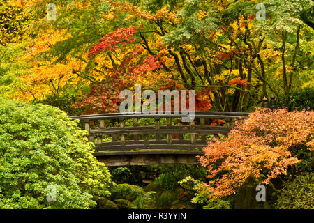In autunno, Ponte della Luna, Portland Giardino Giapponese, Portland, Oregon, Stati Uniti d'America Foto Stock