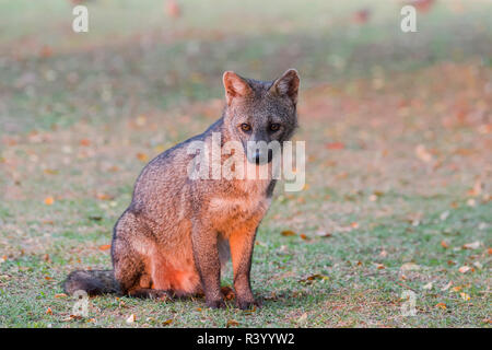 Crab-eating Fox (thous Cerdocyon), Pantanal, Mato Grosso, Brasile Foto Stock