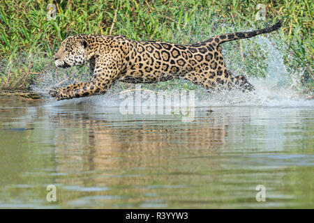 Jaguar maschio (Panthera onca) in esecuzione in acqua e caccia, Cuiaba river, Pantanal, Mato Grosso, Brasile Foto Stock