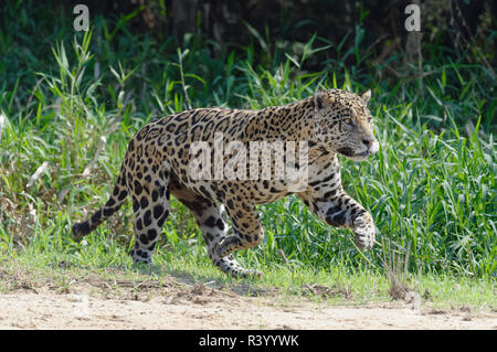 Jaguar maschio (Panthera onca) in esecuzione e caccia, Cuiaba river, Pantanal, Mato Grosso, Brasile Foto Stock