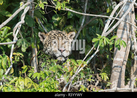 Jaguar maschio (Panthera onca) nascosta su un argine, Cuiaba river, Pantanal, Mato Grosso, Brasile Foto Stock