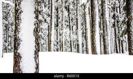 Stati Uniti d'America, Oregon, Deschutes National Forest. Snow-intonacata mossy Ponderosa Pines. Foto Stock