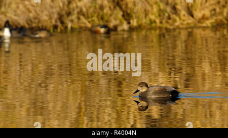 Canapiglia drake (Anas strepera) a Baskett Slough National Wildlife Refuge. Foto Stock