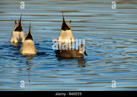 Canapiglia (Anas strepera) drake con alimentazione di northern pintail i draghetti (Anas acuta) a Baskett Slough National Wildlife Refuge. Foto Stock