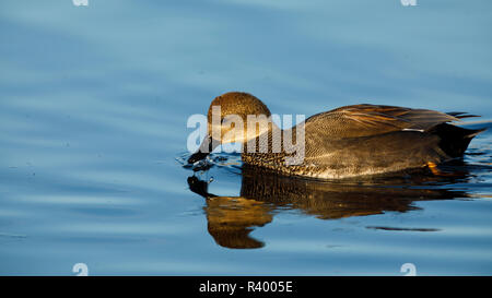 Canapiglia drake (Anas strepera) a Baskett Slough National Wildlife Refuge. Foto Stock