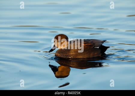 Canapiglia drake (Anas strepera) a Baskett Slough National Wildlife Refuge. Foto Stock