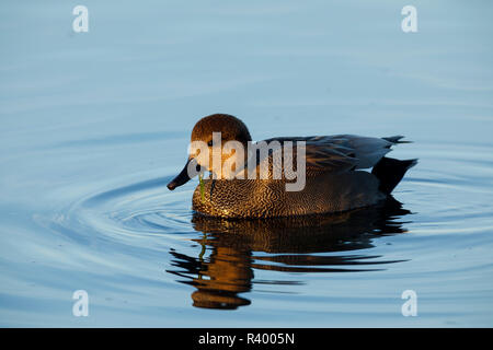 Canapiglia drake (Anas strepera) a Baskett Slough National Wildlife Refuge. Foto Stock