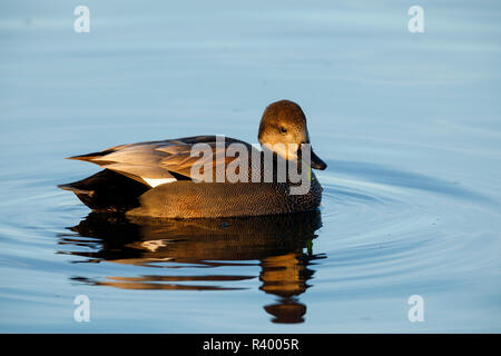 Canapiglia drake (Anas strepera) a Baskett Slough National Wildlife Refuge. Foto Stock