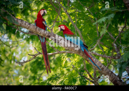 Rosso-verde (pappagalli ara chloropterus), animale giovane seduto in un albero, Pantanal, Mato Grosso do Sul, Brasile Foto Stock