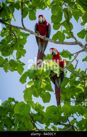 Rosso-verde (pappagalli ara chloropterus), animale giovane seduto nella struttura ad albero, Pantanal, Mato Grosso do Sul, Brasile Foto Stock