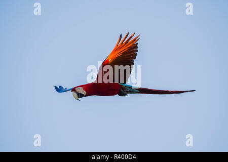 Rosso-verde macaw (Ara chloropterus) in volo, Pantanal, Mato Grosso do Sul, Brasile Foto Stock