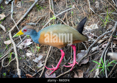 Grigio-colli rampa di legno (Aramides cajaneus) sulla riva, Pantanal, Mato Grosso, Brasile Foto Stock