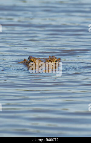 Coccodrillo del Nilo (Crocodylus niloticus) in acqua, Tramonto Dam, Parco Nazionale Kruger, Mpumalanga, Sud Africa Foto Stock