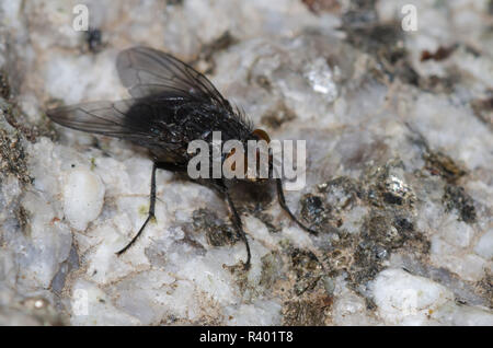 Soffiare Fly, Calliphora sp. Foto Stock