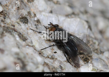 Soffiare Fly, Calliphora sp. Foto Stock