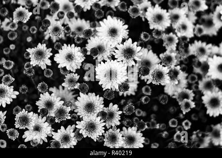 Un letto di crisantemi (crisantemo indicum) visto dal di sopra crea un disegno astratto Foto Stock