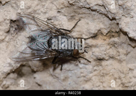 Soffiare Fly, Calliphora sp. Foto Stock